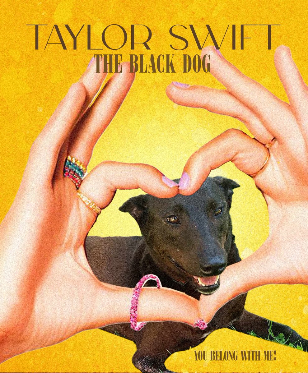 Notre Fearless Taylor Swift cherche une famille pour trouver sa Love Story 💛 Adoptez la ici : secondechance.org/animal/chien-c…
<a href="/taylorswift13/">Taylor Swift</a> <a href="/taylornation13/">Taylor Nation</a> <a href="/Nato_o/">Nathalie Odzierejko</a> <a href="/louane/">Watchoutforthetornado🌪</a> <a href="/enjoyphoenix/">Marie</a> <a href="/lenasituations/">Lena Situations</a> 
#SwiftiesForBlackDogs