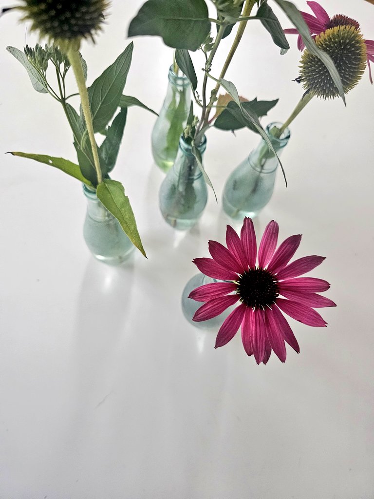 Beautiful raggedy last of the garden flowers.

#KitchenTable #LifeGravel #flowers #petals #decay #beauty #floral #bottles #cerise #pink #ColourPop