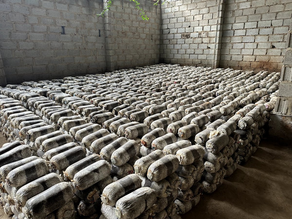 AfricanMGrowers's tweet photo. 70% of consumers seek sustainable produce. Mushroom gardens deliver!🍄 Get your garden today at only 3,000/=
#LetsTalkMushrooms #thoughtoftheday https://t.co/0519191xY0