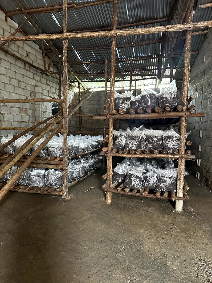 AfricanMGrowers's tweet photo. 70% of consumers seek sustainable produce. Mushroom gardens deliver!🍄 Get your garden today at only 3,000/=
#LetsTalkMushrooms #thoughtoftheday https://t.co/0519191xY0