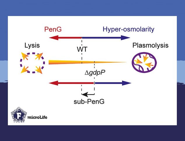 microLife (@microlifejrnl) on Twitter photo #Streptococcus agalactiae remains surprisingly sensitive to ß-lactams despite decades of use! 🧬🔬 <a href="/TerryBrissac/">Terry Brissac</a> et al. uncovers how c-di-AMP controls osmotic pressure and cell wall integrity, revealing clues to emerging resistance. #Antibiotics #AMR
academic.oup.com/microlife/arti… #Streptococcus agalactiae remains surprisingly sensitive to ß-lactams despite decades of use! 🧬🔬 <a href="/TerryBrissac/">Terry Brissac</a> et al. uncovers how c-di-AMP controls osmotic pressure and cell wall integrity, revealing clues to emerging resistance. #Antibiotics #AMR
academic.oup.com/microlife/arti…