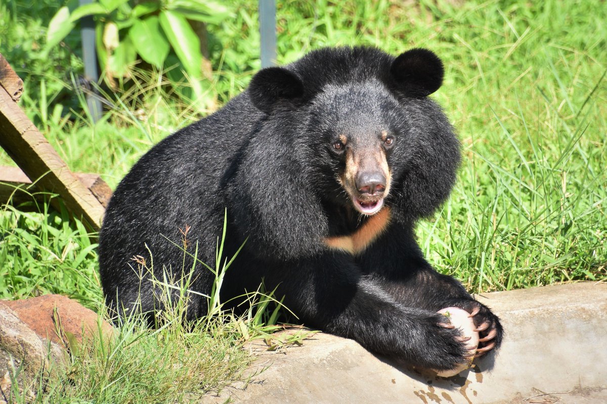 AnimalsAsia's tweet photo. This #WorldTourismDay check out our ethical tourism guide for simple “Do’s and Don’ts” to ensure you are fully informed on how to make the best choices for animals when travelling. Share with friends &amp; family so we can all make sure we #TravelWithKindness https://t.co/JkzcjztfAz https://t.co/anl69VgZgd
