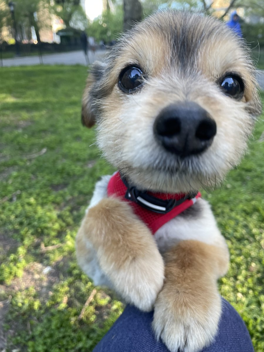 Honorary New York City Dog Mayor tweet media