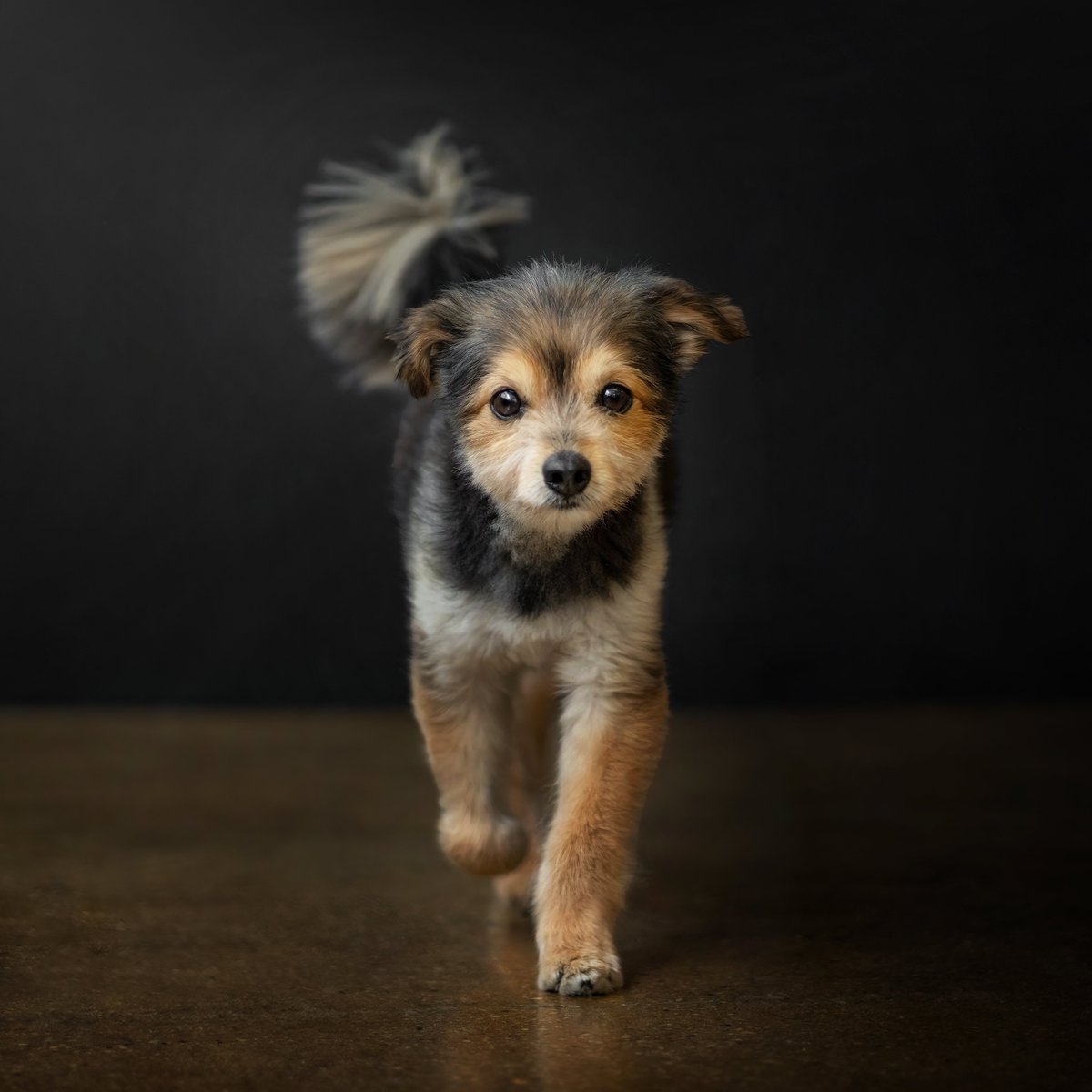 Honorary New York City Dog Mayor tweet media