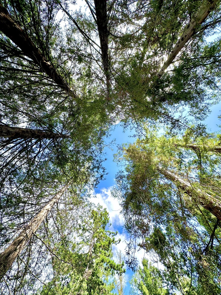 hpphotograf's tweet image. Show us your “Look Up” photographs.. 
#lookup #photography