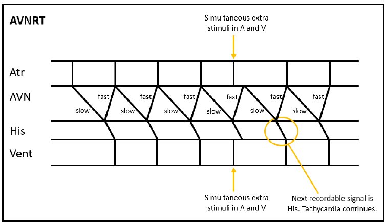APHRS2024 tweet media