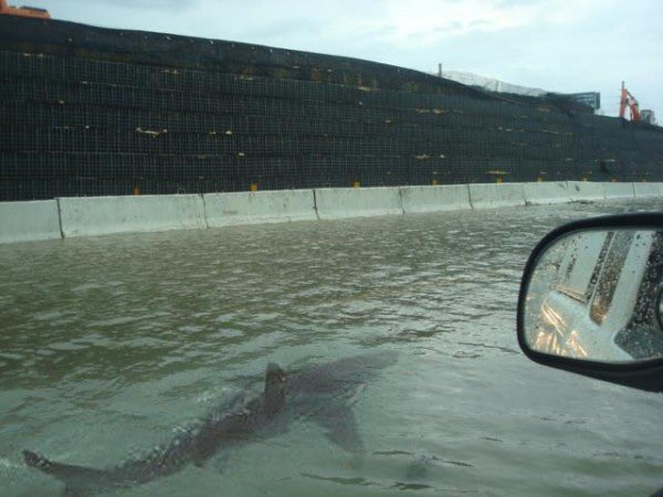 Is it too early for this one? 

“Shark seen swimming through the streets of Tallahassee during Hurricane Helene”