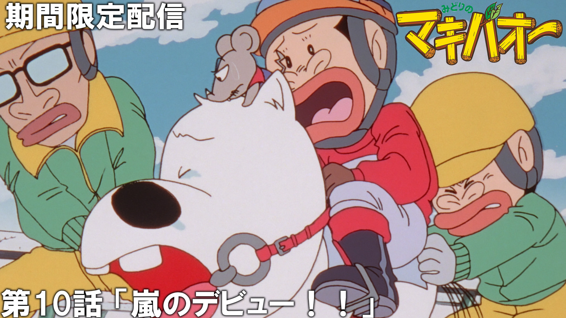 マキさん専用富貴蘭 ミドリマキバオー みどりのマキバオー 公式