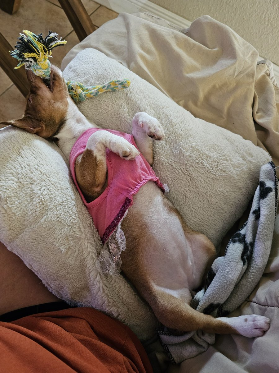 Jennife66156670's tweet image. Fell asleep while playing!😂😂😂