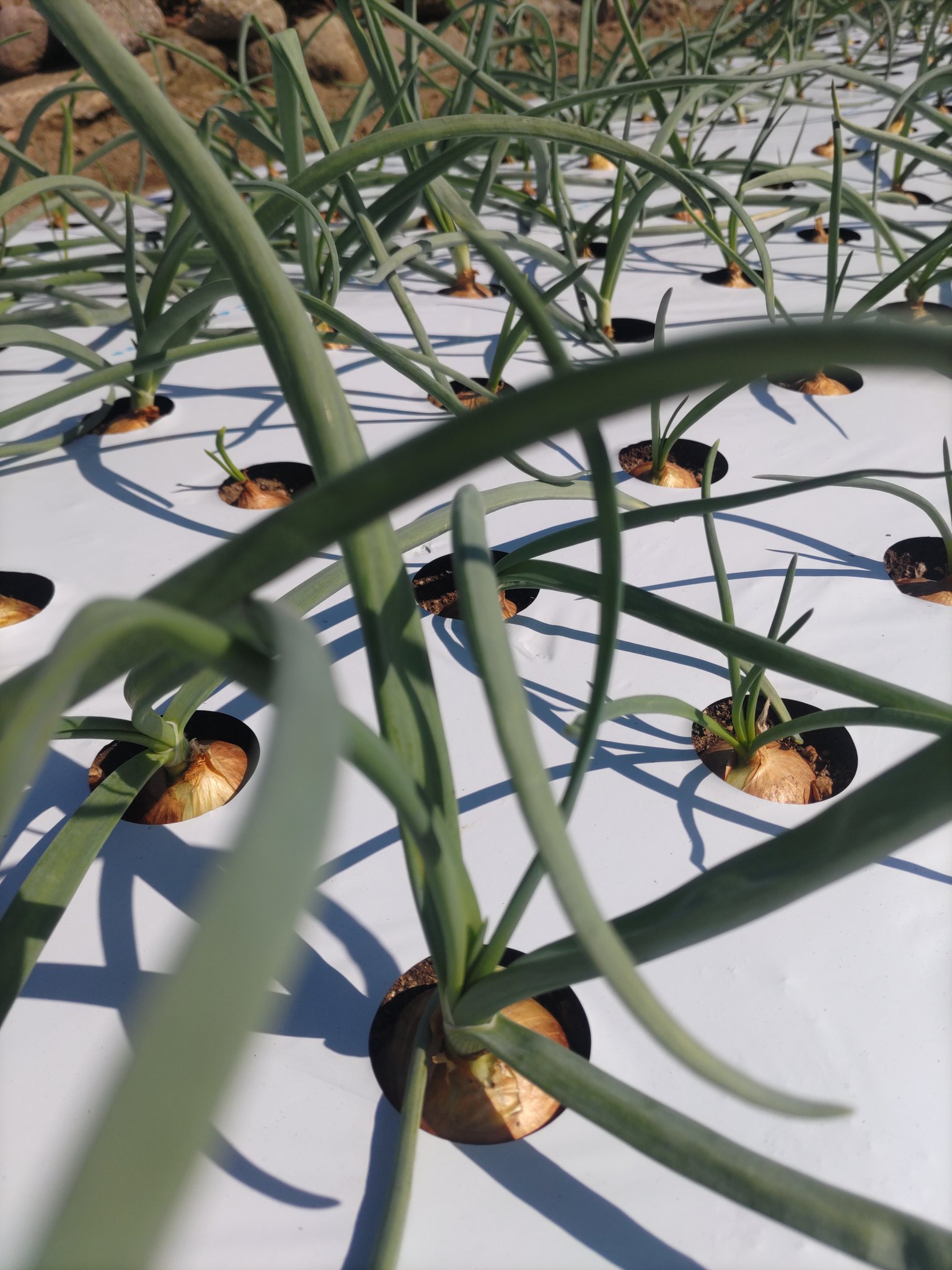 ひとっぴ@専業農家&家庭菜園 (@hitoppi_yasai) / X