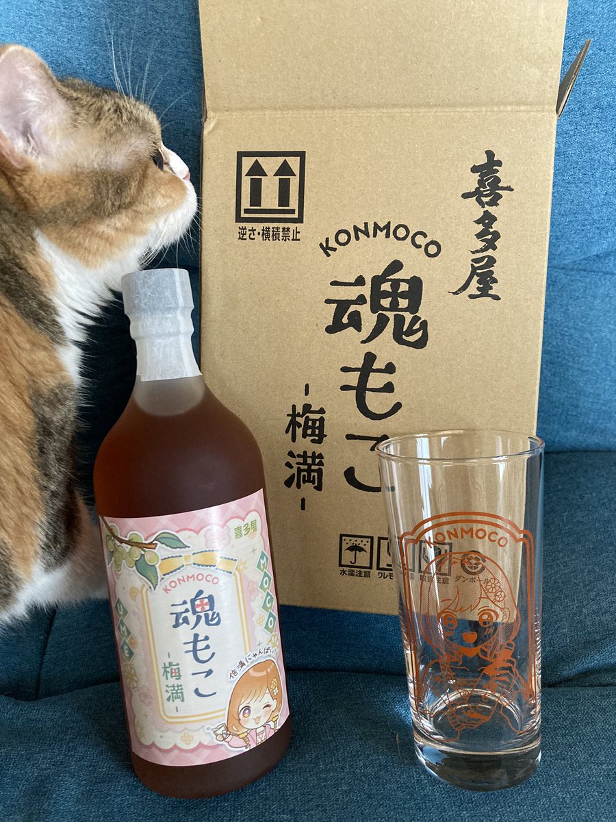 mopatama's tweet image. 魂もここんもこー！
思ったよりグラスでけぇw
#魂もこ　#梅満