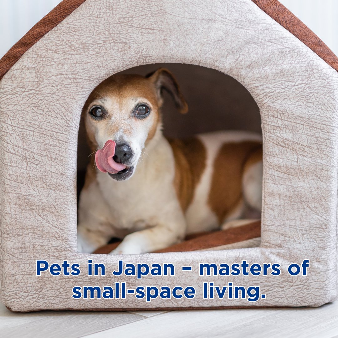 FAUNUS_FNS's tweet photo. Pets around the world๐พ
Visit๐ https://t.co/Novc0Ud1dQ
Join us at Telegram https://t.co/hSZtg03w2K
#FaunusGlobal #PetsWorldwide #GlobalPets #PetAdventures #DiversePets #WorldOfPets #InternationalPets https://t.co/T3DtrH6TTb