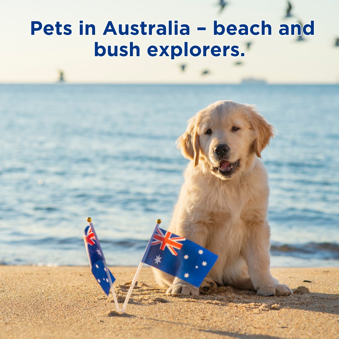 FAUNUS_FNS's tweet photo. Pets around the world๐พ
Visit๐ https://t.co/Novc0Ud1dQ
Join us at Telegram https://t.co/hSZtg03w2K
#FaunusGlobal #PetsWorldwide #GlobalPets #PetAdventures #DiversePets #WorldOfPets #InternationalPets https://t.co/T3DtrH6TTb