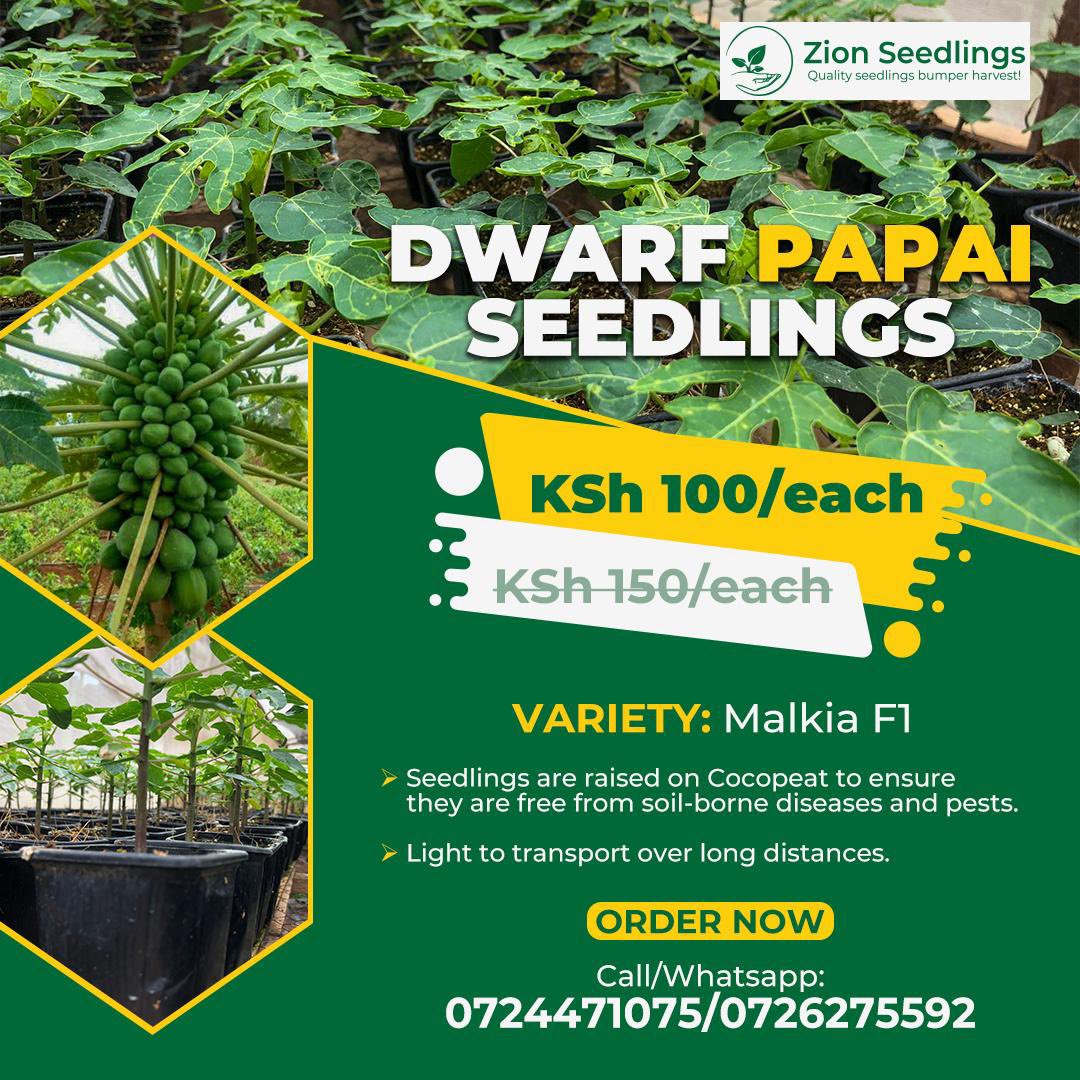 kalebndolo's tweet image. #MalkiaF1

#papai