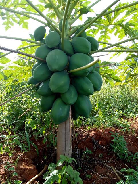 kalebndolo's tweet image. #MalkiaF1

#papai