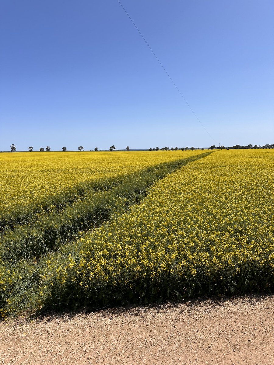 Biz Minhard tweet media