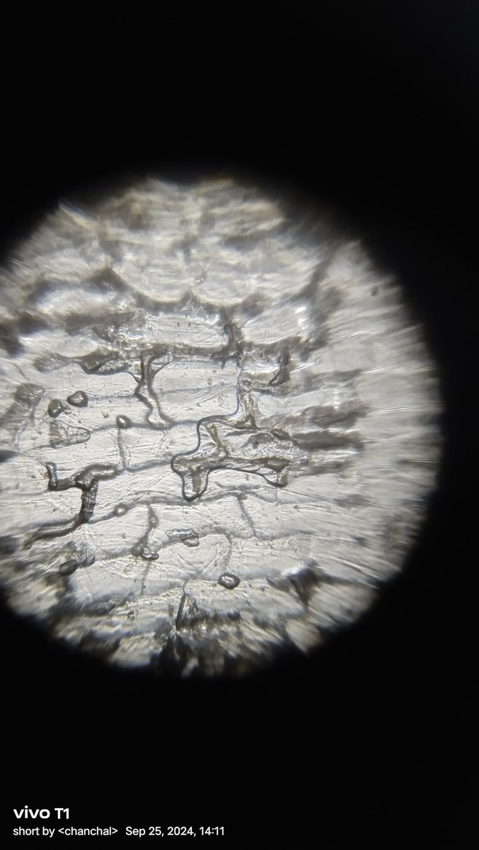 dranuharshal's tweet image. Celebrating 104 of Ishwar Chandra Vidyasagarji #Jamtara #Jharkhand #Foldscope wrkshop St.Anthonys School we spoke abt #AMR #Resistance #Microbes #WASH #handhygiene #coexistence #superbugs @SaSuperbugs
@PrakashLab @mygovindia @AMResistance @gardp_amr @biopatrika @TeamFoldscope