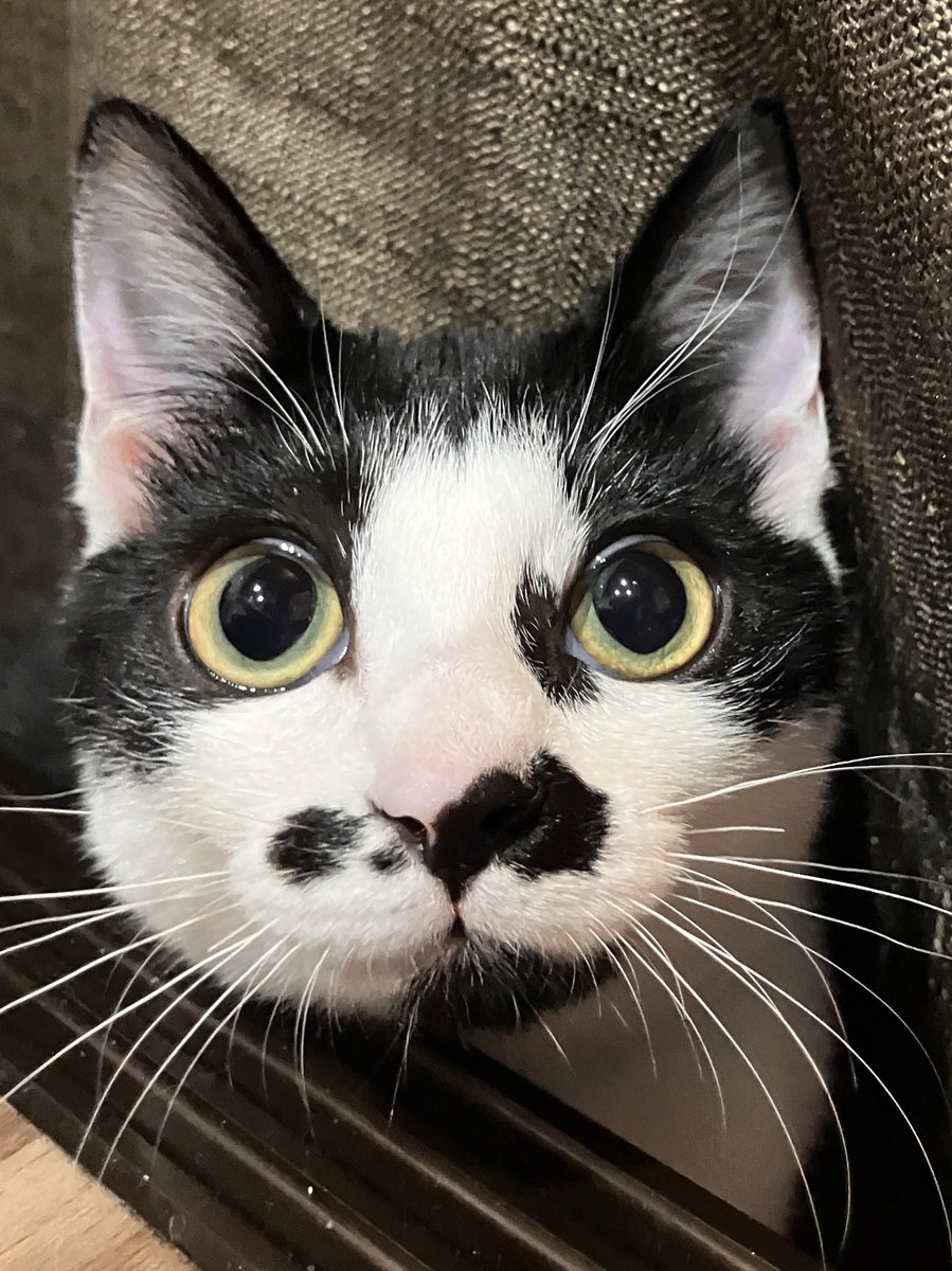 nekotamago_'s tweet photo. ねこたまご日誌 日直 チタン

お久しぶりです。
チタンです。
前に日直やったのは6月末でした。
しばらくボラさんのおうちに帰ってましたが、元気に大復活‼️✨
またカフェでずっとの家族探します。

 #ねこたまご
 #ねこたまごプラスカフェ
 #迎え主募集中 https://t.co/5WTiwKchJ1