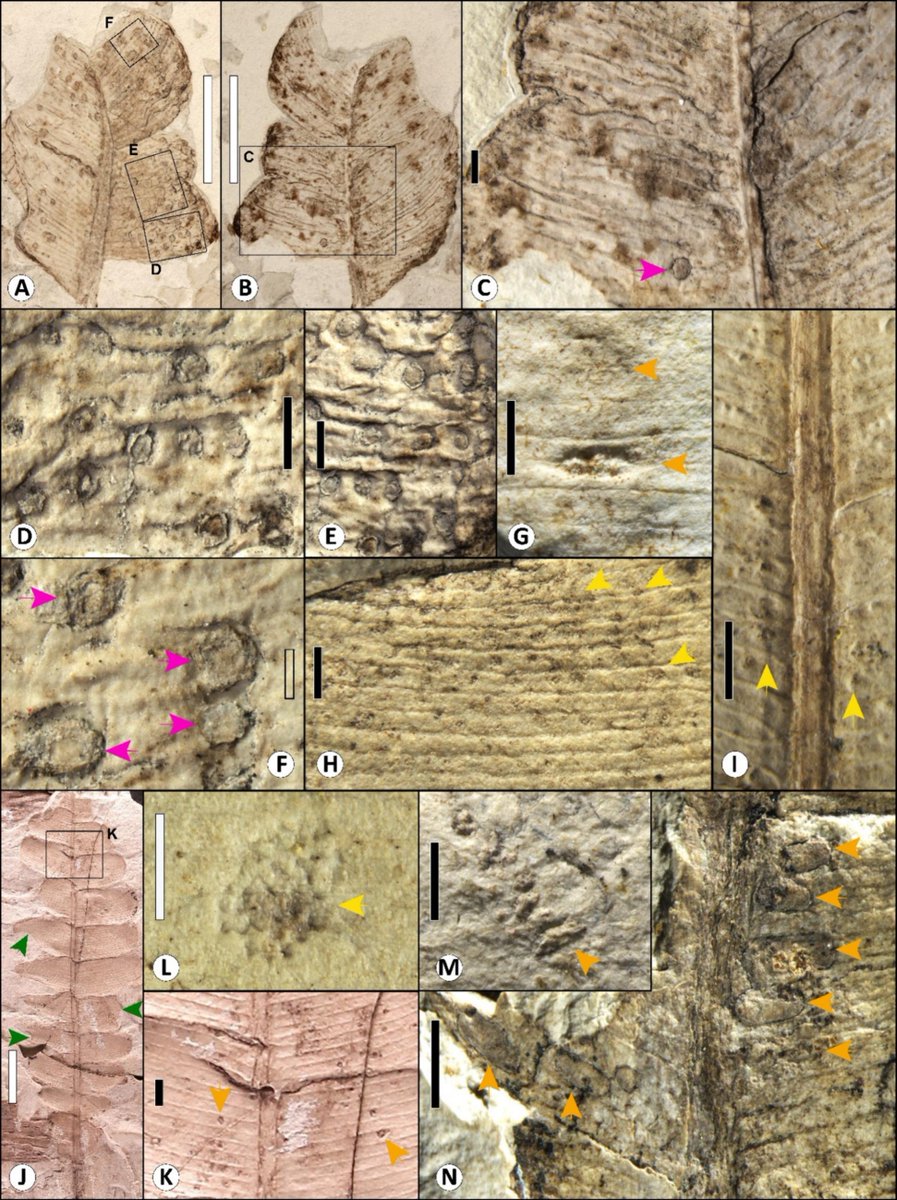 A new regime of #herbivory from diverse plant–#arthropod interactions from the Middle #Jurassic of northeastern #China
doi.org/10.1016/j.pala…