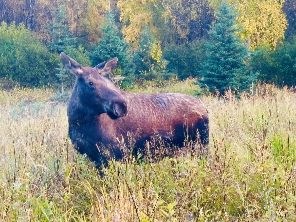 We finally spotted a moose in the wild. Or more accurately, in metropolitan Anchorage. There is plenty of moose habitat here.