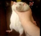 Memes_Vortex_'s tweet photo. Hamster kombat better be ready for that fight after banning me https://t.co/Sr75S0oAMj
