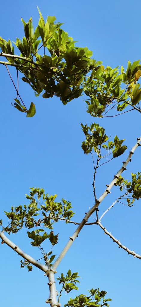 jamesplegg's tweet photo. ☀️ Cassava Sky 🌱

Improved varieties of #cassava grown by seed entrepreneur Burton Nsape 🇹🇿 have produced high quality, vigorous, &amp; tall stems ready for sale. Varieties Pwani, Mkumba, Mkuranga1 &amp; Kiroba are high yielding (20-30t/ha) &amp; more disease resistant than local varieties https://t.co/C2pA7nOpFs