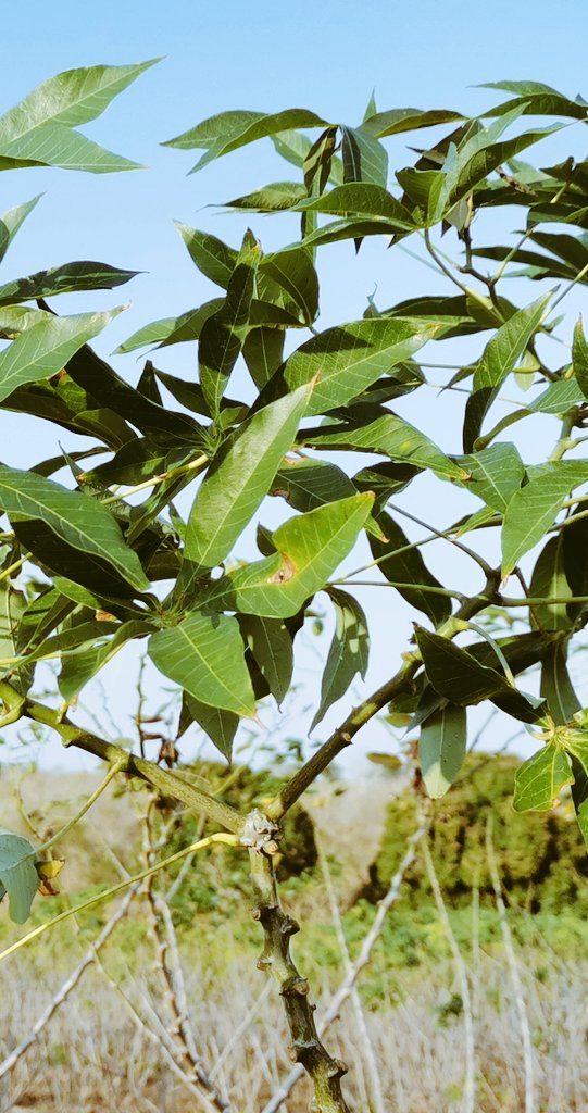 ☀️ Cassava Sky 🌱

Improved varieties of #cassava grown by seed entrepreneur Burton Nsape 🇹🇿 have produced high quality, vigorous, &amp; tall stems ready for sale. Varieties Pwani, Mkumba, Mkuranga1 &amp; Kiroba are high yielding (20-30t/ha) &amp; more disease resistant than local varieties