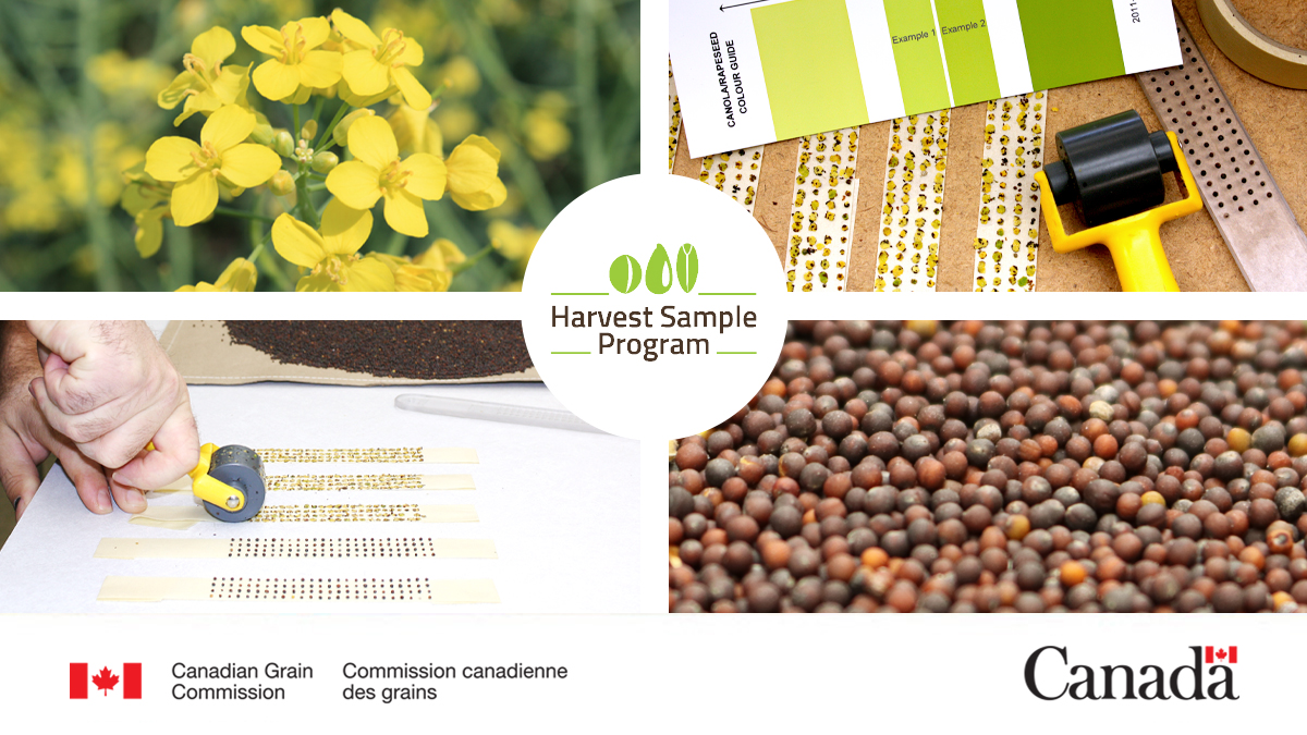 CanolaGrowers's tweet photo. Did you know that you can receive a personalized quality report on your grain at no cost? Sign up for the Canadian Grain Commission’s Harvest Sample Program today! https://t.co/mVPBYURZb5 #HarvestSampleProgram https://t.co/S3JoDY0ght