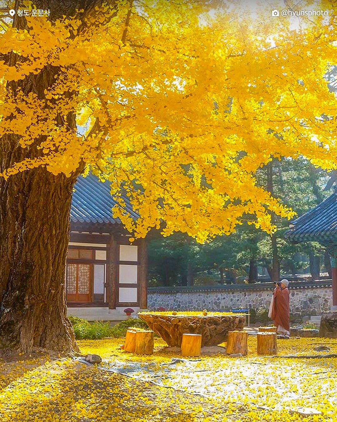 가을 단풍을 명소 청도운문사