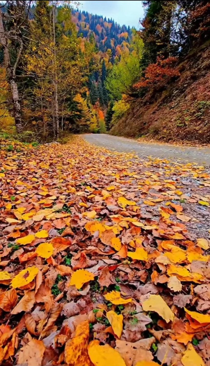 Selamun aleyküm 
Hayırlı sabahlar 
Cumamız mübarek olsun Allah'a emanet olun 🍁🍂