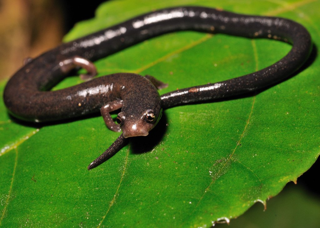 Critically Endangered Species of the Day tweet media