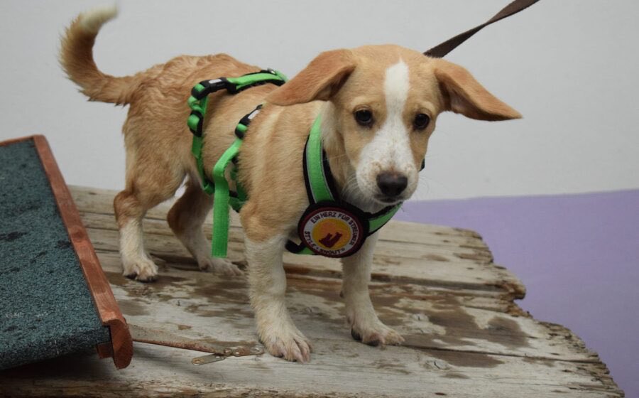 Herz_Streuner's tweet photo. Wer hat die coolsten Ohren? 🥹 Hier kommt die kleine Elfi 😍 Elfi ist 4 Monate alt &amp; könnte jederzeit ausreisen 😍

https://t.co/VrPA6RMcfc

#adoptme #adoption #adoptable #AdoptDontShop #tierschutz #deutschland #rumänien #animal #puppy #puppies #welpe #tierliebe https://t.co/WV5IUUA0fM