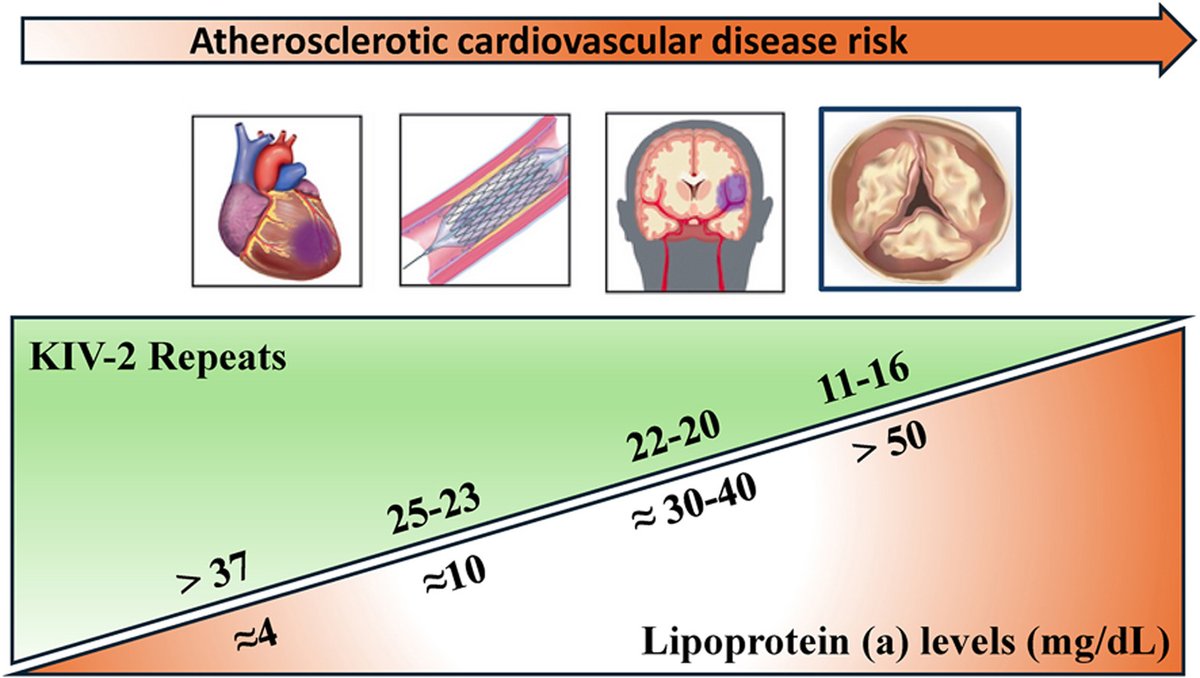 Atherosclerosis Plus (@ath_plus) on Twitter photo #Lp(a) is still challenging for #ASCVD. Should we wait for clinical trial evidence before taking action? Check out this excellent review in Ath Plus
🔗sciencedirect.com/science/articl…
<a href="/society_eas/">European Atherosclerosis Society</a> <a href="/ELS_Cardiology/">Elsevier Cardiology</a> <a href="/AtheroMad/">AtheroMad</a> <a href="/MassiRuscica/">Massimiliano Ruscica</a> #Lp(a) is still challenging for #ASCVD. Should we wait for clinical trial evidence before taking action? Check out this excellent review in Ath Plus
🔗sciencedirect.com/science/articl…
<a href="/society_eas/">European Atherosclerosis Society</a> <a href="/ELS_Cardiology/">Elsevier Cardiology</a> <a href="/AtheroMad/">AtheroMad</a> <a href="/MassiRuscica/">Massimiliano Ruscica</a>