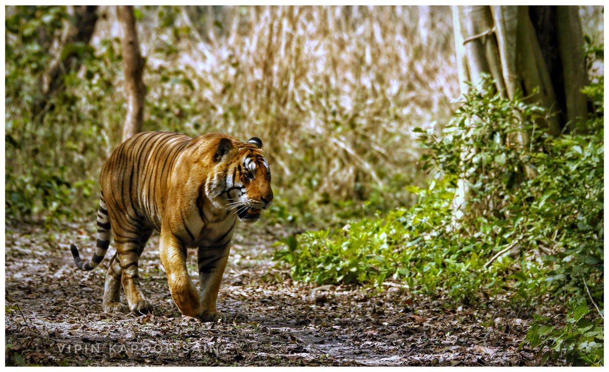 Happy World Tourism Day 2024! Celebrating 'Tourism &amp; Peace,' let’s remember that responsible wildlife tourism not only connects us to nature but also plays a vital role in preserving habitats &amp; promoting harmony between people &amp; wildlife.
<a href="/Ncscm_Moefcc/">NCSCM, MoEF&CC</a> <a href="/ntca_india/">National Tiger Conservation Authority</a> <a href="/UpforestUp/">Environment, Forest and Climate Change Department</a>