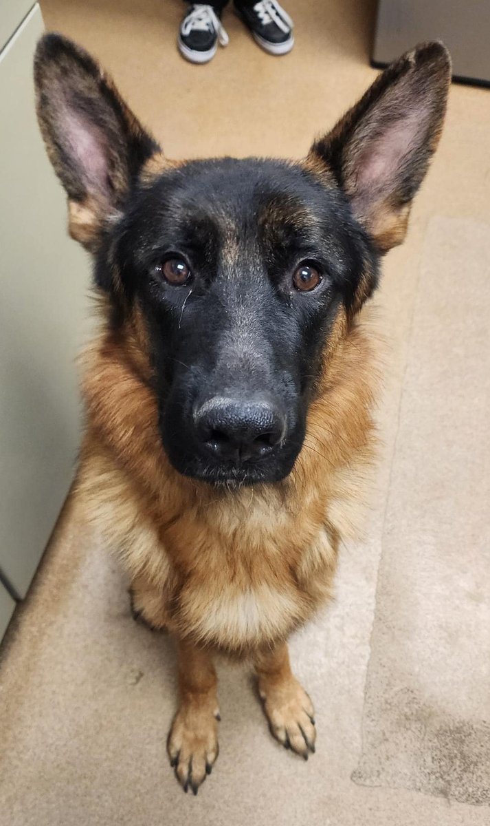 TomJumboGrumbo's tweet photo. There are so many beautiful Shepherds in Apple Valley CA. Pharaoh #245531 is 4 years old and absolutely stunning. He arrived as an abandoned dog, unfixed and without a microchip and is now RED LISTED and running out of time. Soon to be "pending euthanasia", he'll have just hours of his life left, please help us get him seen by reposting/sharing and pledging if you're able. Email keitholbermanndogs@gmail.com if you can help him. Thank you.
https://t.co/vLM8YRBSg8