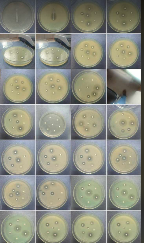 tanvirahman's tweet photo. work in progress..#mtrlabbau #tanviramrlabbau #amr #Pseudomonas #mdr #mtrlab https://t.co/uMZvMwORGd