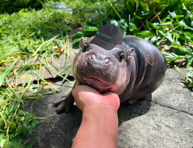 MooDengSOL's tweet photo. hello @kucoincom ! 

#moodeng 🦛🫶🌱 https://t.co/6nv2opjR9d