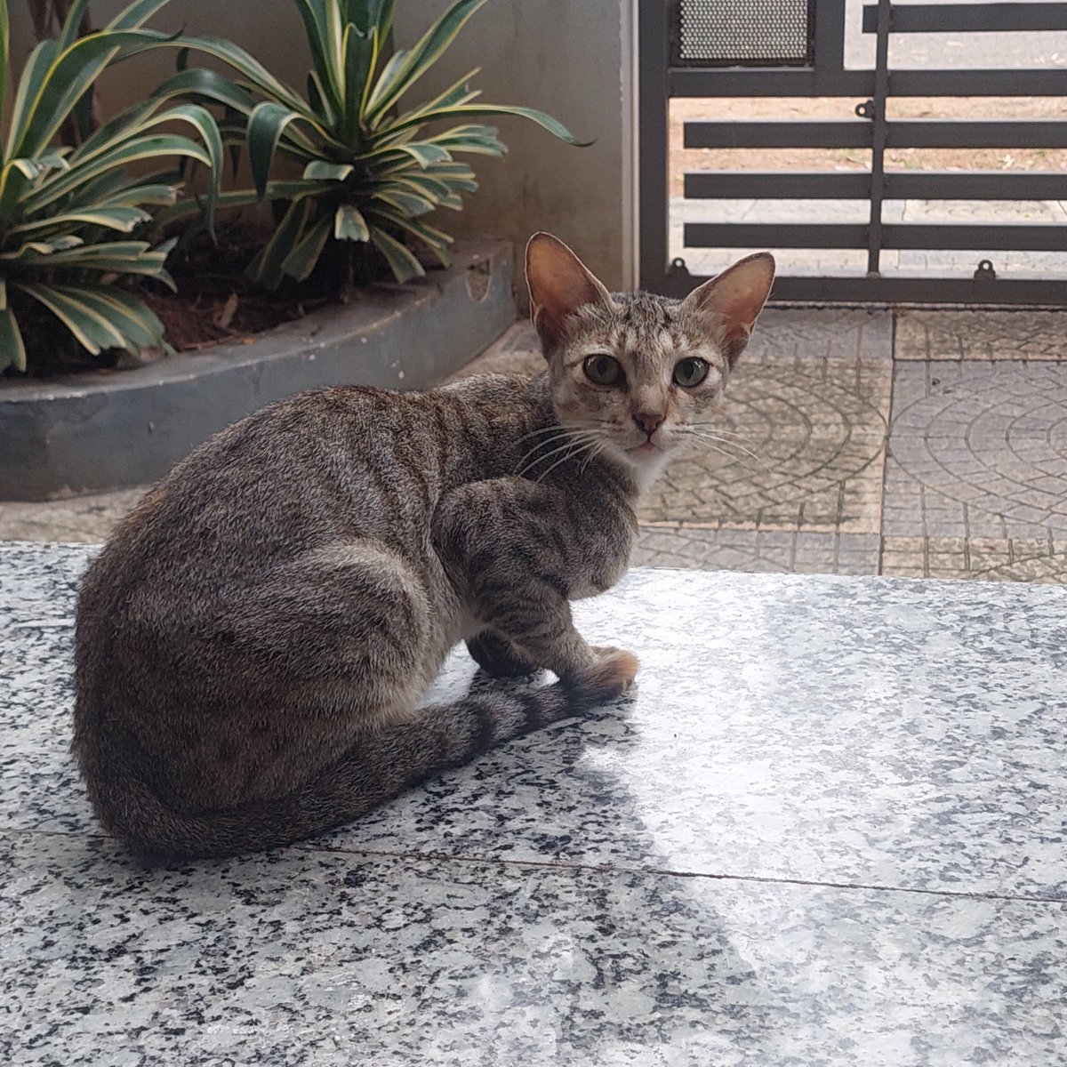 Sunita Sayammagaru 🇮🇳🇬🇧 tweet media