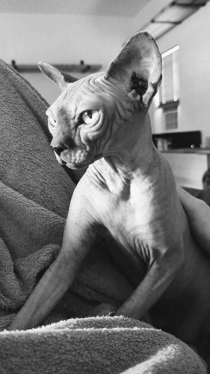 _moxiecat's tweet photo. moxie girl 💜 https://t.co/F7FSIbH5bI
