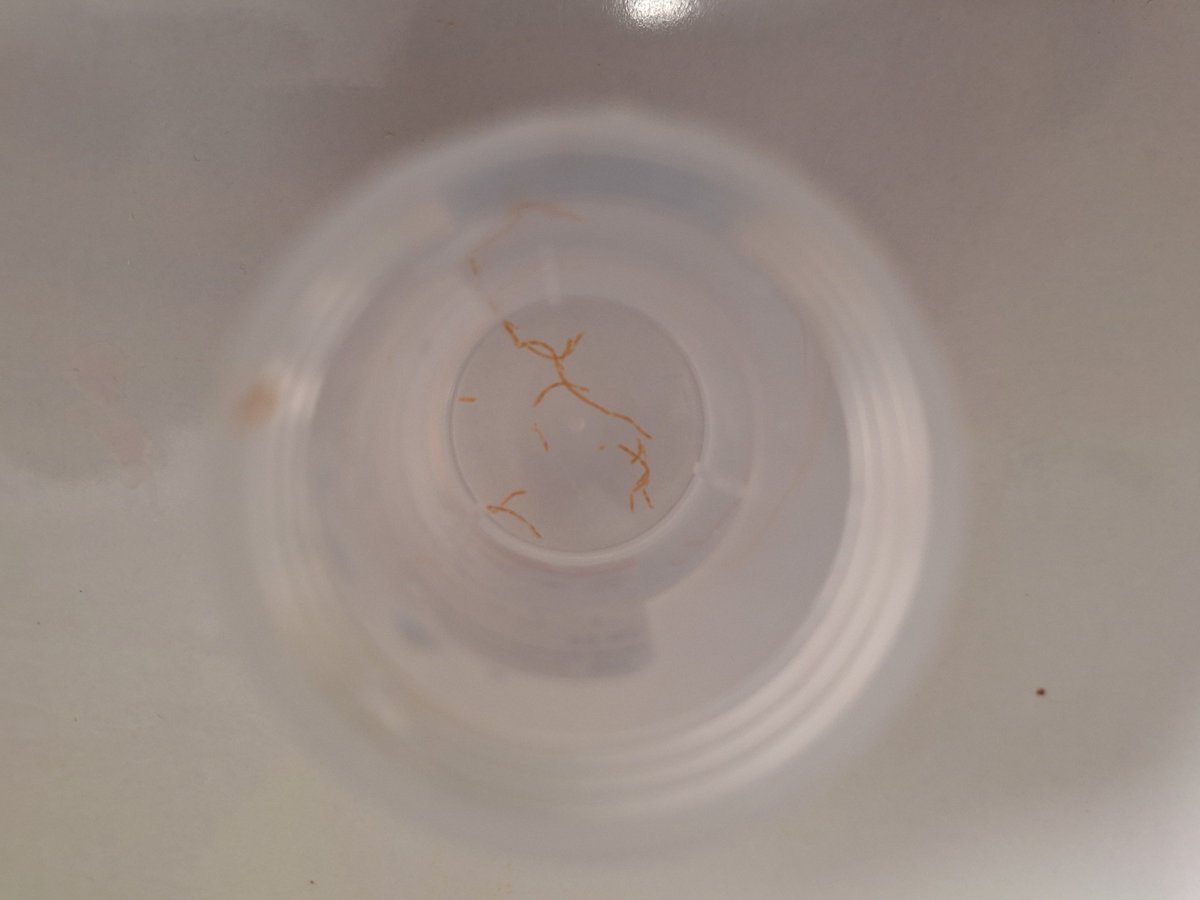 Salih Tokmak tweet media