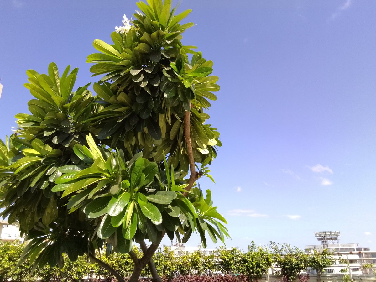 Bookmarked tweet media