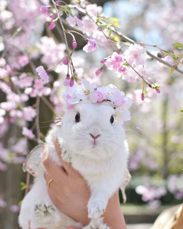 Why you should have a rabbit (@shouldhaverabit) on Twitter photo 