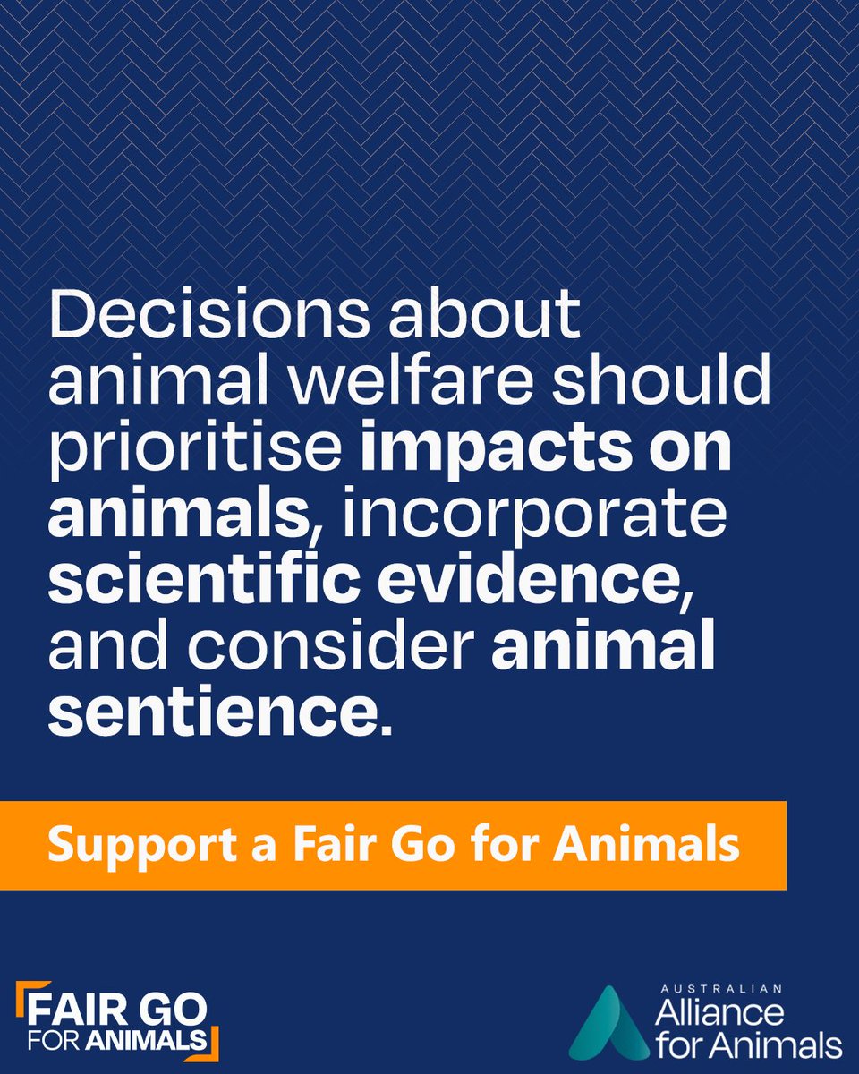 Alliance_AAFA's tweet photo. Will you help create an animal welfare system that works for animals, not against them? 🐮
The #FairGoForAnimals 6-point reform framework is designed to build a fairer system for animals.
Learn more and add your name today at https://t.co/qYQAPu8s1I https://t.co/UVLjgIFDYd