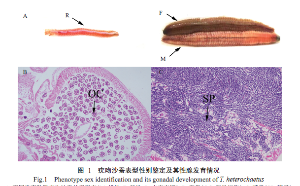 JSA_Journal's tweet image. #Transcriptomesequencing for mining gonadal development-related genes in #Tylorrhynchusheterochaetus. 

Read #OpenAccess: scienceopen.com/document?vid=6…

#differentiallyexpressedgenes (#DEGs) @Science_Open