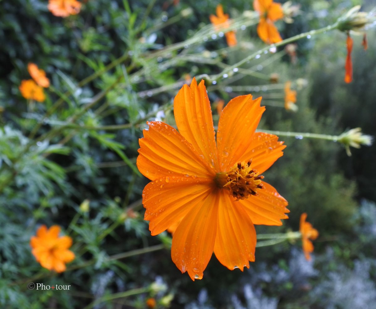 JuHac990dd03's tweet photo. 公園に咲く花。
#写真 #植物 #花
#キリトリセカイ
#写真で奏でる私の世界
#Nikon #1J5
#photography
#土日祝は旅行投稿はお休み https://t.co/PtBhOqa4wO