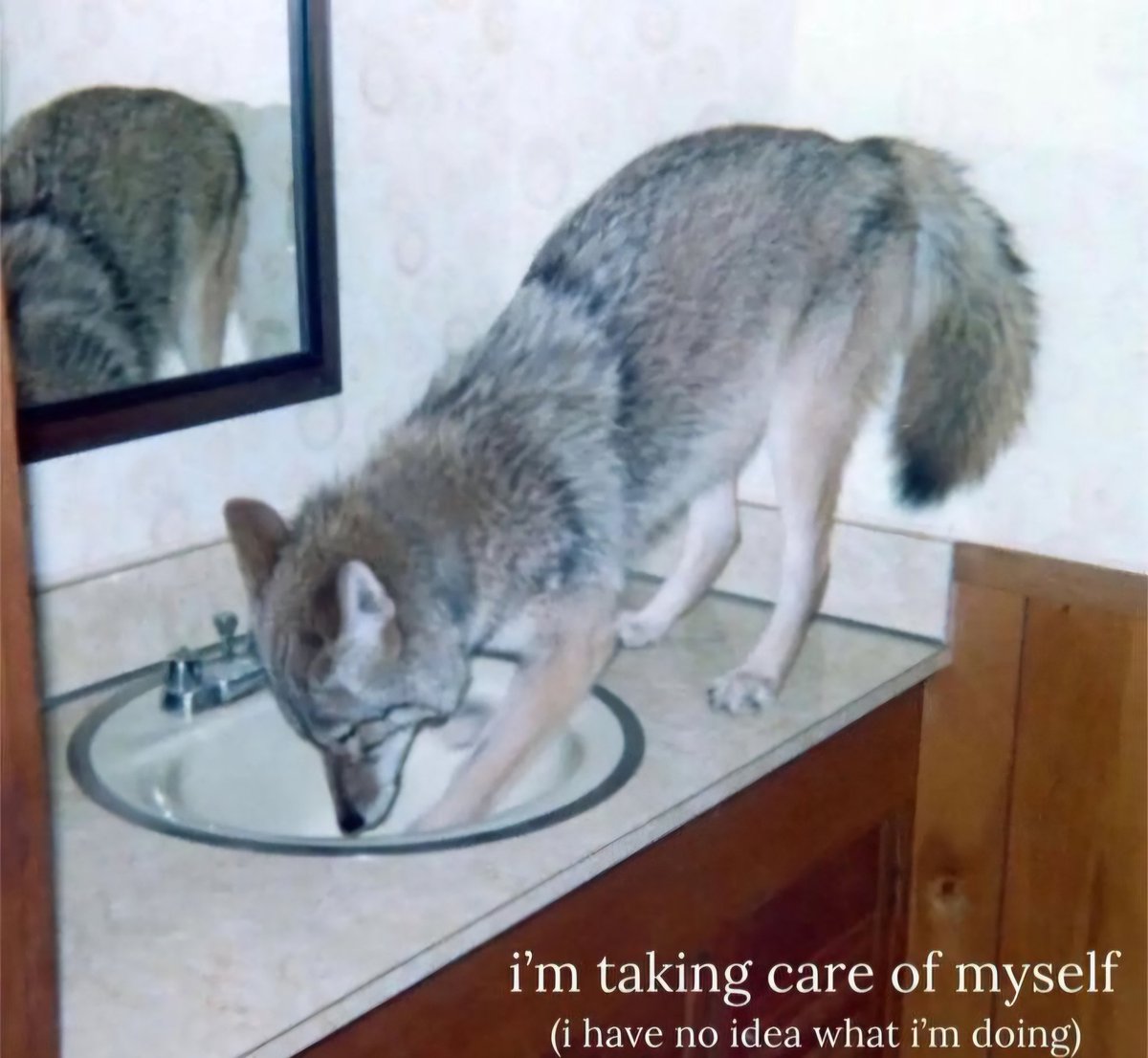 caninepoetry_'s tweet image. 