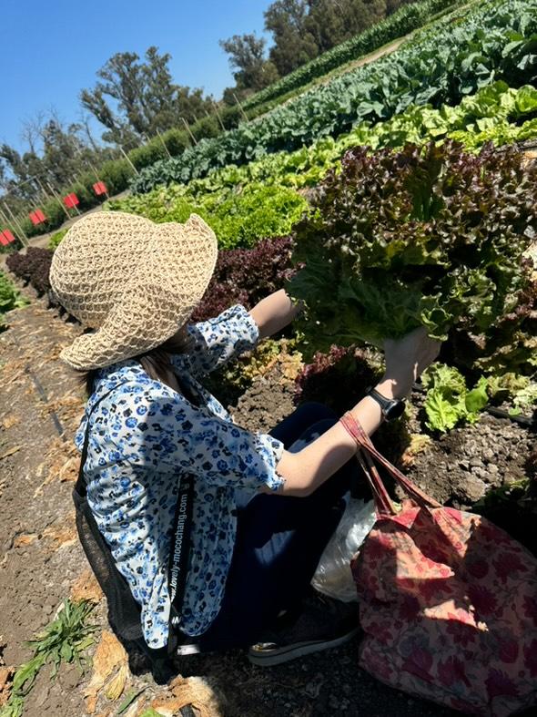 _Rosey's tweet photo. successful veggie harvest day!! https://t.co/PgWOdgyfaA