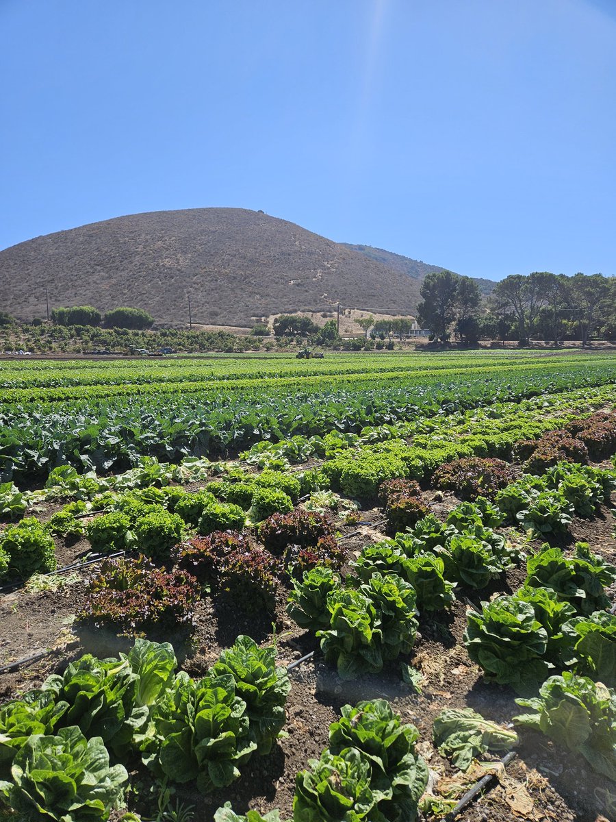 _Rosey's tweet photo. successful veggie harvest day!! https://t.co/PgWOdgyfaA