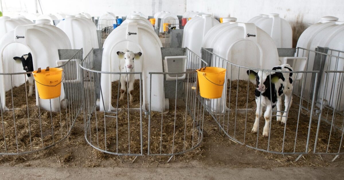 Philip Lymbery (@philip_ciwf) on Twitter photo “Life is as dear to a mute creature as it is to man. Just as one wants happiness and fears pain, just as one wants to live and not die, so do other creatures.”
Dalai Lama
#EndTheCageAge
<a href="/ciwf/">Compassion in World Farming UK</a> “Life is as dear to a mute creature as it is to man. Just as one wants happiness and fears pain, just as one wants to live and not die, so do other creatures.”
Dalai Lama
#EndTheCageAge
<a href="/ciwf/">Compassion in World Farming UK</a>