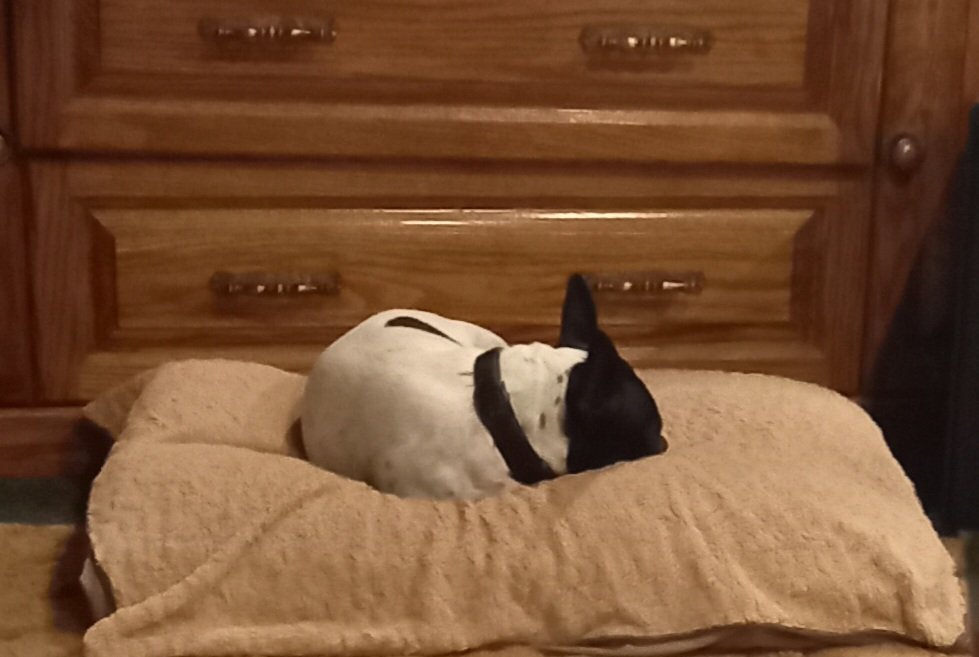 LisaMack324's tweet photo. Every time Pacer sleeps on Peppers pillow I cry...it still smells like Pepper https://t.co/twqCw5hYbQ